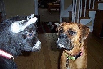 A fawn with black Boxer is standing in a house next to a black with white goat. The Boxer is staring intensely at the goat.
