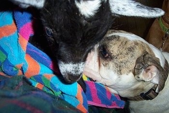 Close Up - Spike the Bulldog with his face next to Mary-Sue the Baby Goat who is wrapped in a towel and being held on a person's lap in a living room