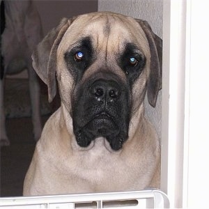 Close up upper body shot - A huge, tan with black English Mastiff is sitting in a doorway blocked by a gate.