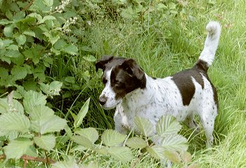 A white and black Spanador dog is standing in medium sized grass. It is looking down and to the left at an item in the leaves. Its tail is up and it has black ticking on the white areas of its body.