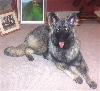 A black with tan and grey Shiloh Shepherd is laying across a carpet, its mouth is open and its tongue is out. There are framed photos behind the dog.