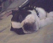 Close up head shot - A black with white Olde Boston Bulldogge puppy is sleeping on a bed.