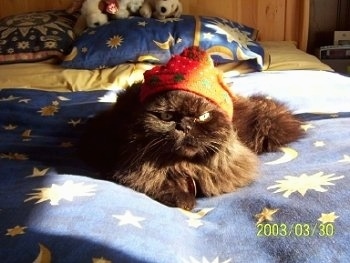 Hershey the solid chocolate Persian wearing an orange wizard hat and laying on a blanket that has stars and moons all over it and looking directly at the camera holder with a face that appears to be very serious