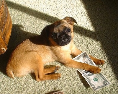 A small tan with black short haired dog is laying on a tan carpet and its front paw is overtop of a $2 bill