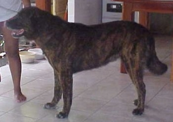 The leftside of a brown and black Portuguese Watchdog that is standing on a tiled floor and there is a person standing behind them. Its mouth is open and it is looking to the left.