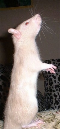 Side view - A white with tan rat is standing on its hind legs. It is lifting itself up and it is looking up and to the right.