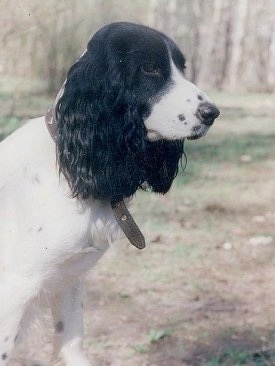 Side view - The upper half of a white with black Russian Spaniel dog with long drop furry ears  sitting in grass looking to the right.