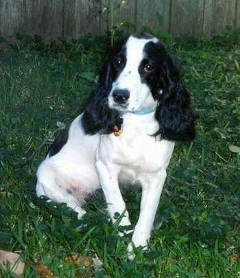 Front view - A white with black Russian Spaniel is sitting in grass looking forward and there is a wooden privacy fence behind it. The dog has short hair with longer fur on its long drop ears.