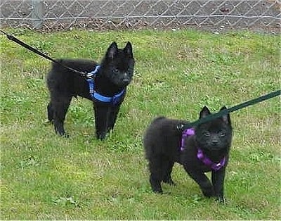 Two small black Schipperke puppies are standing in grass looking forward. There is a chain link fence behind them. One puppy has a blue harness and the other puppy has a purple harness.