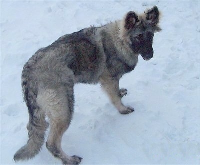 The back right of a black with tan and grey Shiloh Shepherd puppy that is standing across a snowy surface and it is looking back.