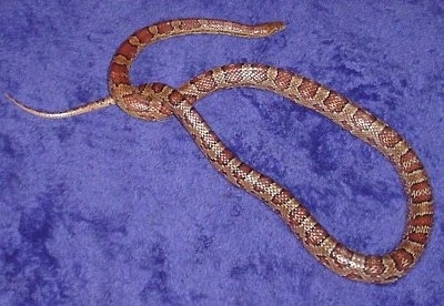 Top down view of an orange and white corn snake that is wrapped around itself on a purple carpet.