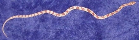 Top down view of an orange and white corn snake laying out across a purple carpet.