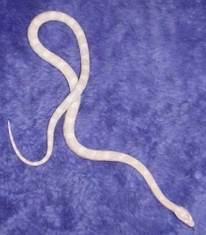 Top down view of a corn snake on a purple carpet.