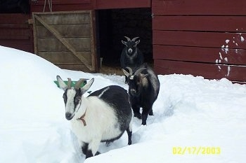 Three Goats are walking out of a red barn into deep snow.