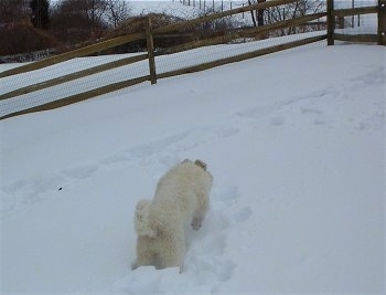 A Great Pyrenees puppy is jumping through deep snow towards a wooden split rail fence.
