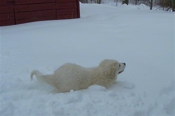 A Great Pyrenees puppy is running through deep snow in front of a red barn.