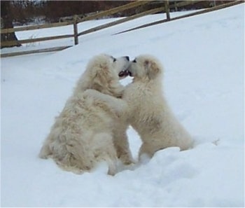 A Great Pyrenees and a Great Pyrenees puppy are playing with each other in snow. The Puppies paw is on the shoulder of the Great Pyrenees and they are biting at one another's faces.