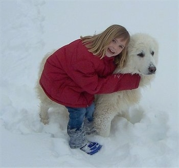 A blonde haired girl in a red coat is hugging a Great Pyrenees outside in snow.