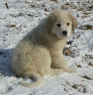 A Great Pyrenees puppy is sitting in snow and looking to the left