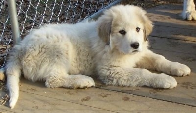 A Great Pyrenees puppy is laying in front of a chain link fence inside of an outdoor dog kennel.