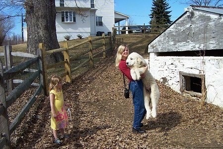 A lady in a red shirt is picking up a Great Pyrenees puppy. There is a girl in a yellow dress watching. There is a springhouse in front of them. The puppy is almost as tall as the lady.
