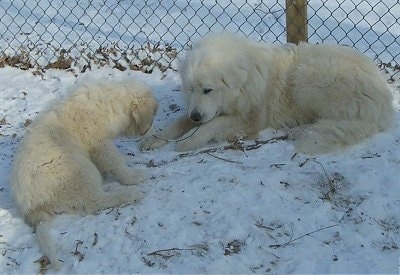 Two Great Pyrenees, a puppy and an adult laying in snow in front of a chain link fence. The dogs are face to face each biting the ends of a small stick.