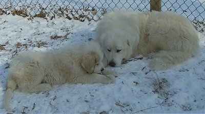 A Great Pyrenees and a Great Pyrenees puppy are laying in snow face to face in front of a chain link fence.