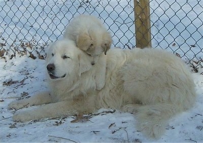 A Great Pyrenees is laying in snow  with a Great Py puppy laying on its back
