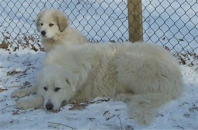A Great Pyrenees is laying down in snow and there is a Great Pyrenees puppy behind it next to a chain link fence.