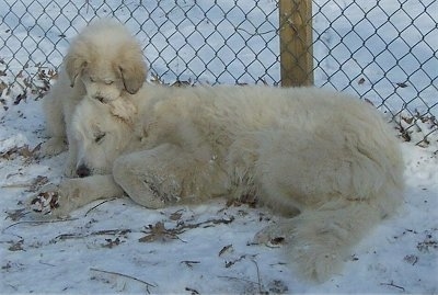 Two Great Pyrenees, a puppy and an adult. The adult is laying on its right side in snow. The puppy is behind it with its paw over the head of the larger dog.