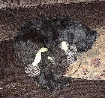 Top down view of a black Tibetan Terrier dog laying down on a couch and there is a plush doll to the right of it.