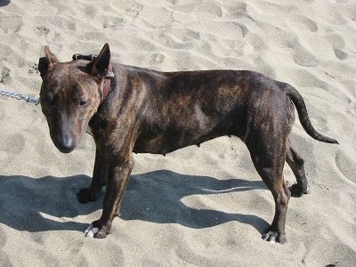 Top down view of the left side of a brown brindle Titan Terrier that is standing across sand and it is looking forward. The dog has perk ears, along muzzle with a shallow stop and a long tail that it is holding low.