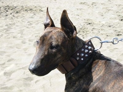Close up - The front left side of a brown brindle Titan Terrier dog standing on a beach and it is looking to the left.