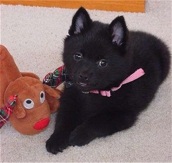 Close up - A small, fluffy black Schipperke puppy is laying on a carpet and to the left of it is a Rudolph the Red Nose Reindeer toy. It is looking forward, its mouth is slightly open and it is smiling.