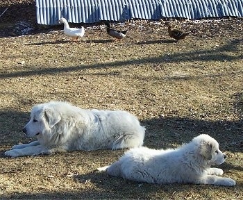 A Great Pyrenees and a Great Pyrenees puppy are laying next to each other in grass. There is a line of ducks walking behind them in front of an old stone springhouse.