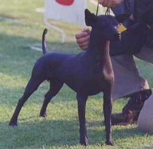 The front right side of a black hairless Xoloitzcuintli dog standing in grass at a dog show looking to the right and there is a person to the right of it posing the dog.