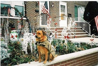 A reddish brown dog is wearing a jacket is sitting on a small brick wall in front of a brick house. Behind it is a yard that is filled with Christmas decorations and an American Flag