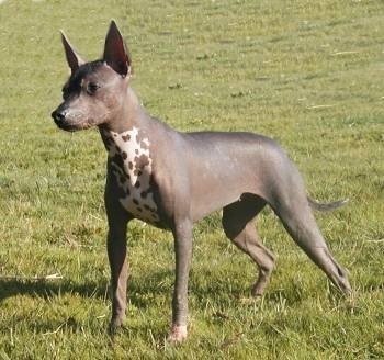 The front left side of a dark gray with white hairless Xoloitzcuintli That is standing across a grass field and looking to the left. It has large perk ears and a pointy muzzle with a black nose and a long tail.