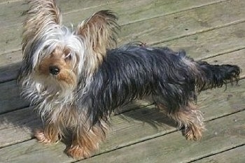 The left side of a long-bodied, short-legged, low to the ground wet black with brown Yorkshire Terrier dog standing across a wooden deck looking forward and its head is tilted to the right. It has very large perk ears with long fringe hair coming from them, a thin pointy snout with a black nose. It has a long tail.