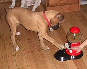 The right side of a Boxer is reaching to hit the lever of a Yuppy Puppy. A persons hand is touching the lever.