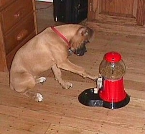 The right side of a brown Boxer puppy that is sitting on a harwood floor and hitting the lever of a yuppy puppy treat machine that is in front of it.