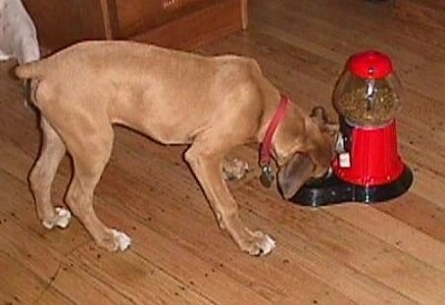 The right side of a brown Boxer that is eating food out of the bowl of a Yuppy Puppy treat machine in front of it.