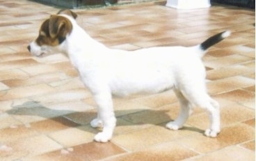 Left Profile - A white with brown and black Parson Russell Terrier dog is standing on a shiny tan tiled floor looking to the left. Its ears are flopped over to the front.
