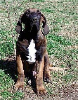 A Fila Brasileiro puppy is sitting in a grassy yard. There is a newly planted tree behind it.