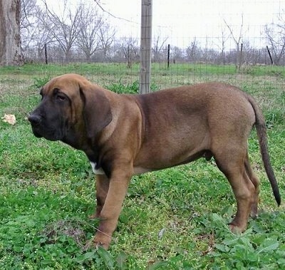 A brown with black Fila Brasileiro is standing in a field with a wire fence behind it.