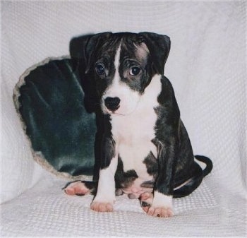 Front view - A black and white Staffordshire Bull Terrier puppy is sitting on a white blanket on top of a couch and it is looking forward.