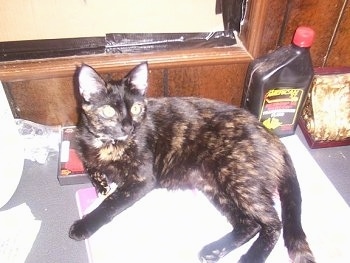 Ezmarelda the Tortoiseshell Cat is laying on a folder on a table in front of a boarded window and a quart of motor oil