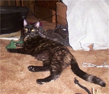 Ezmarelda the Tortoiseshell Cat is laying on a carpet with a pair of work shoes behind it 