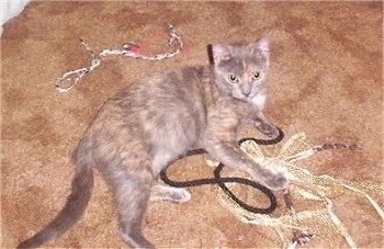Vina the Tortoiseshell cat is laying on a lot of rope and looking up to the camera holder 