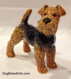 The front right side of a black and brown Vintage Airedale Terrier dog West Germany Goebel figurine that has painted black eyes and a painted big black nose.
